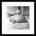 Tortoise by Sheppard