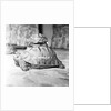 Tortoise by Sheppard