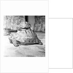 Tortoise by Sheppard