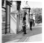 Grenadier Guardsman at Buckingham Palace by George Greenwell