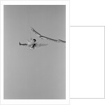 Some Mothers Do Ave Em by Kent Gavin