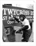 Twycross Zoo Chimpanzee cleaning. by Staff