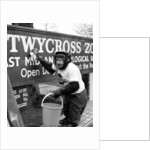 Twycross Zoo Chimpanzee cleaning. by Staff