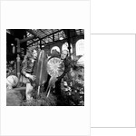 Willy Wonka & the Chocolate Factory by Arthur Sidey