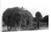 Haymaking at Penshurst July 1939 by Bernard Alfieri
