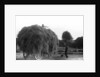 Haymaking at Penshurst July 1939 by Bernard Alfieri