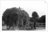 Haymaking at Penshurst July 1939 by Bernard Alfieri