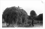 Haymaking at Penshurst July 1939 by Bernard Alfieri