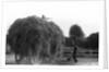 Haymaking at Penshurst July 1939 by Bernard Alfieri
