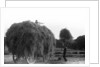 Haymaking at Penshurst July 1939 by Bernard Alfieri