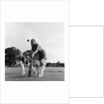 Eston Ladies cricket, 1972 by Staff