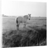 A white horse on Romney Marshes, Kent, 1954 by Bela Zola