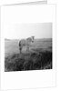 A white horse on Romney Marshes, Kent, 1954 by Bela Zola
