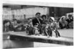 Penguins at London Zoo, 1959 by Tanner