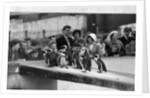 Penguins at London Zoo, 1959 by Tanner