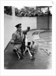 Emperor Penguin at London Zoo, 1950 by Staff