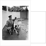 Emperor Penguin at London Zoo, 1950 by Staff