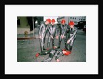 Devo, 1981 by Laurence Cottrell