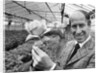 Bobby Charlton holding a rose in a greenhouse by Anonymous