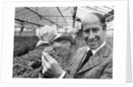 Bobby Charlton holding a rose in a greenhouse by Anonymous