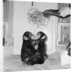 Chimpanzees of Bertram Mills circus by Chapman
