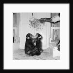 Chimpanzees of Bertram Mills circus by Chapman