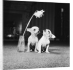Two pups looking at a flower in a vase by Howard Walker