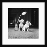 Two pups looking at a flower in a vase by Howard Walker
