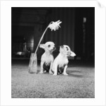 Two pups looking at a flower in a vase by Howard Walker