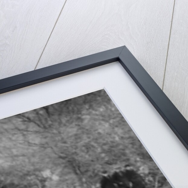 Austin 7 Grasshopper, 1935 by Unknown