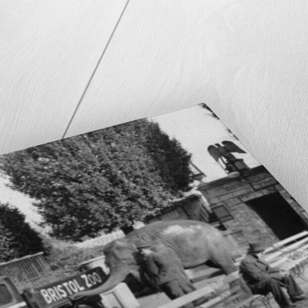 1934 Bedford 30cwt WS truck with an elephant at Bristol Zoo, (c1934?) by Unknown