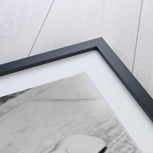 Mercedes Streamliner car of Rudolf Caracciola in the Avusrennen race, Berlin, Germany, 1937 by Unknown