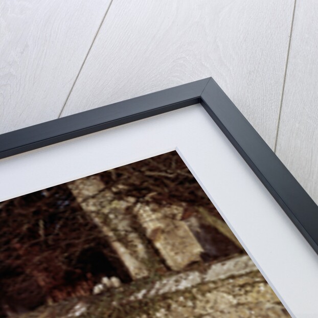 1950 Jaguar XK 120 by Unknown