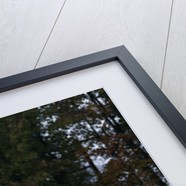 1955 Connaught B Type racing car by Unknown