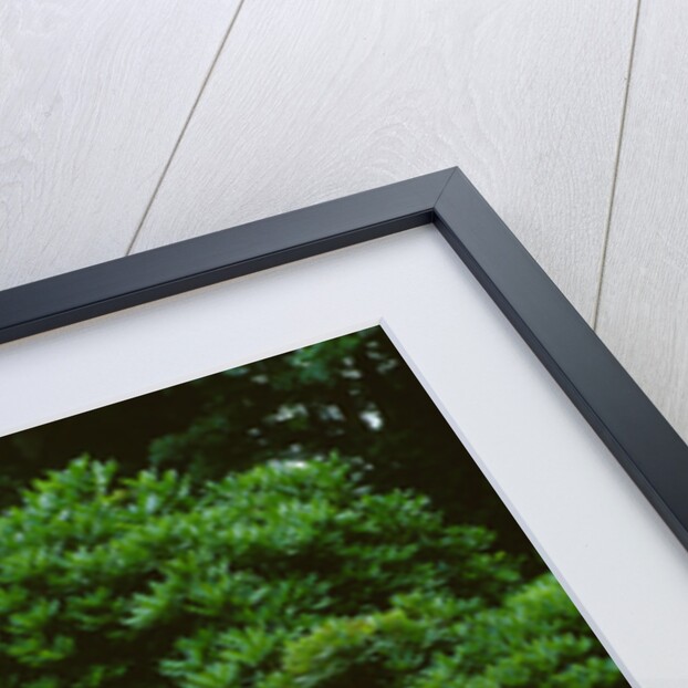 1966 Ferrari 206S Dino by Unknown