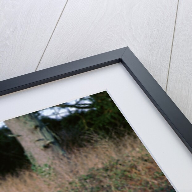 1958 Renault 4cv by Unknown