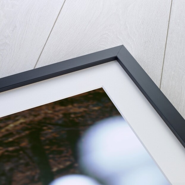 2001 Mini Cooper by Unknown