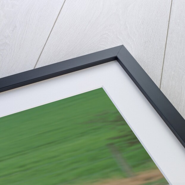 1996 Ferrari F50 by Unknown