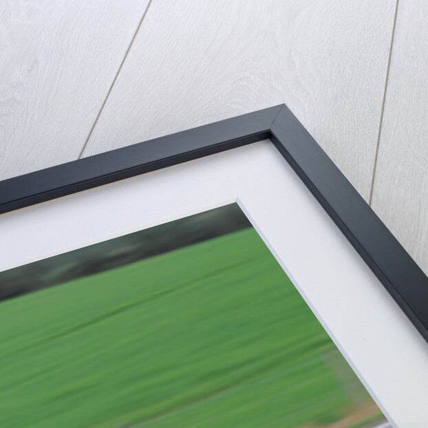 1996 Ferrari F50 by Unknown