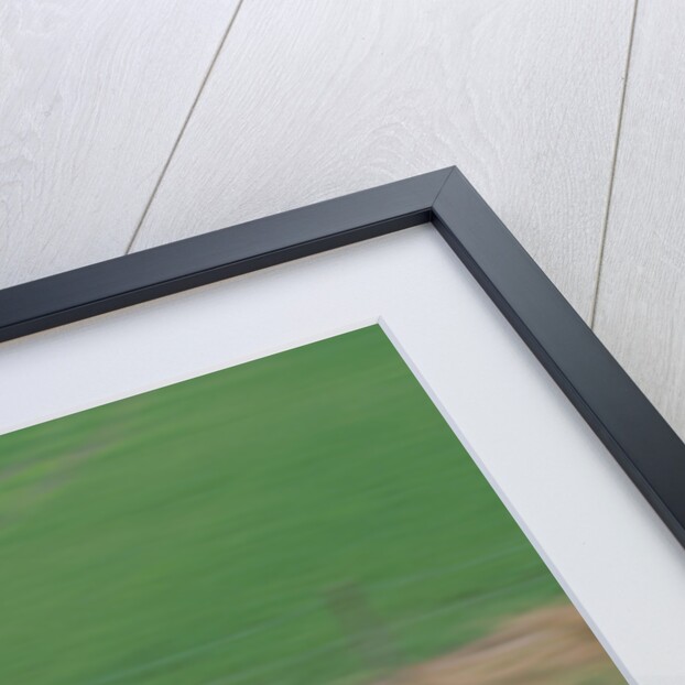 1996 Ferrari F50 by Unknown