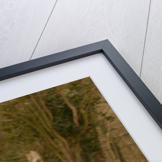 2003 Nissan Micra Dci by Unknown