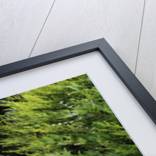 Gatso Speed Camera by Unknown