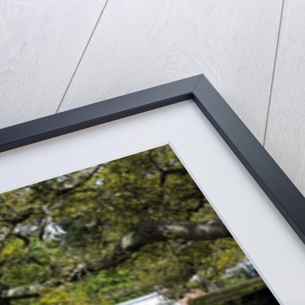 2004 Toyota Corolla by Unknown