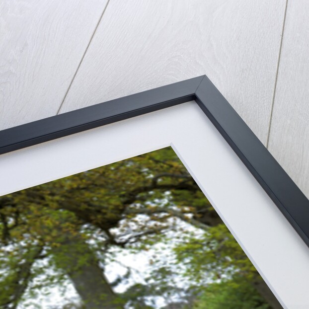 2004 Toyota Corolla by Unknown