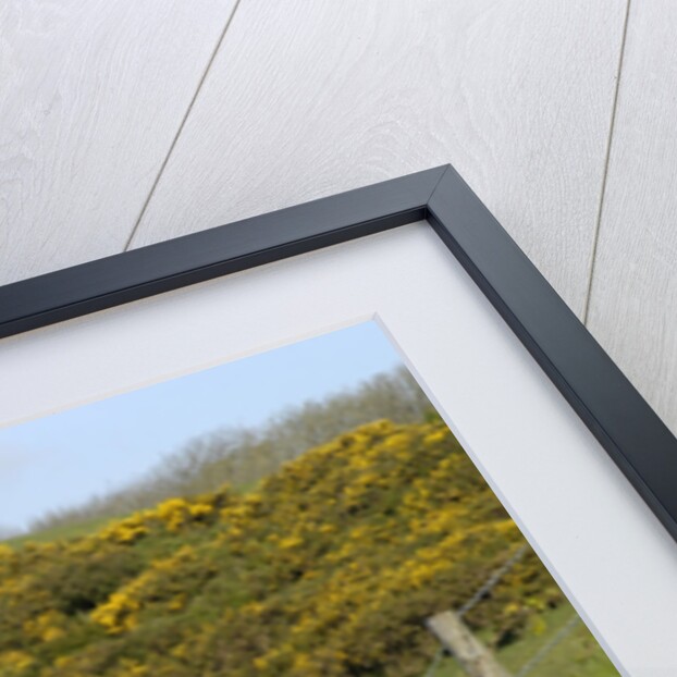 1969 MG Midget by Unknown