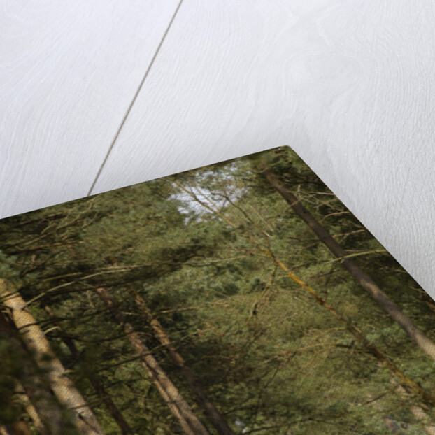 2005 VW Tovareg Tdi V6 by Unknown