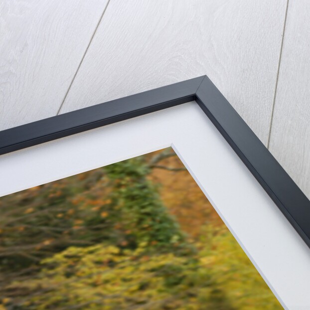 2006 Mini Cooper by Unknown