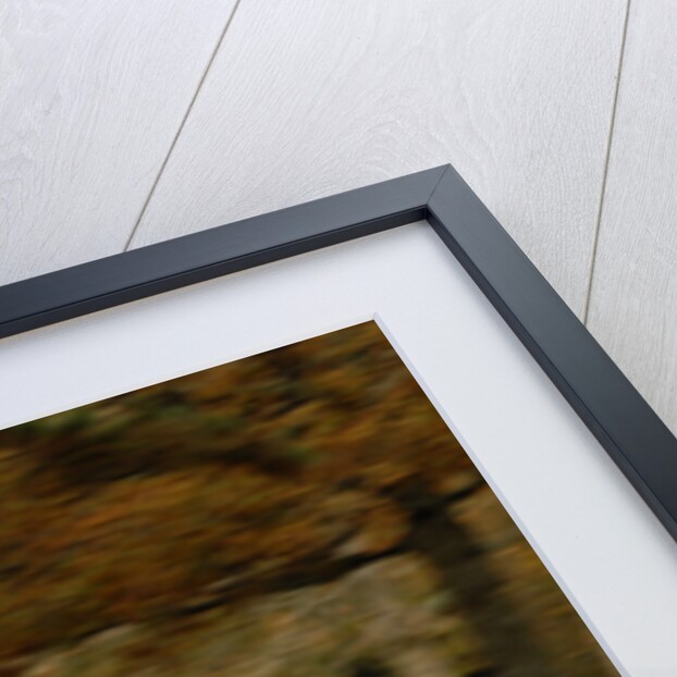 2006 Mini Cooper by Unknown