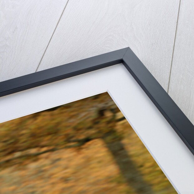 2006 Mini Cooper by Unknown