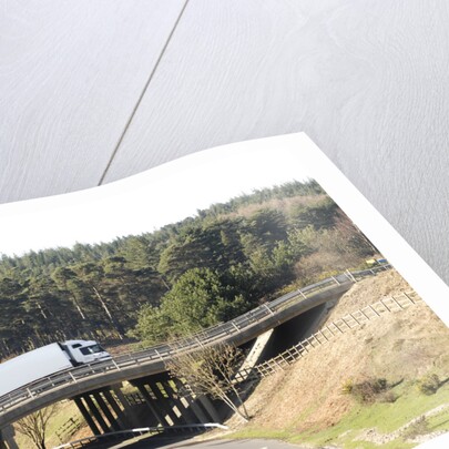 The A31 Dual Carriageway through New Forest by Unknown